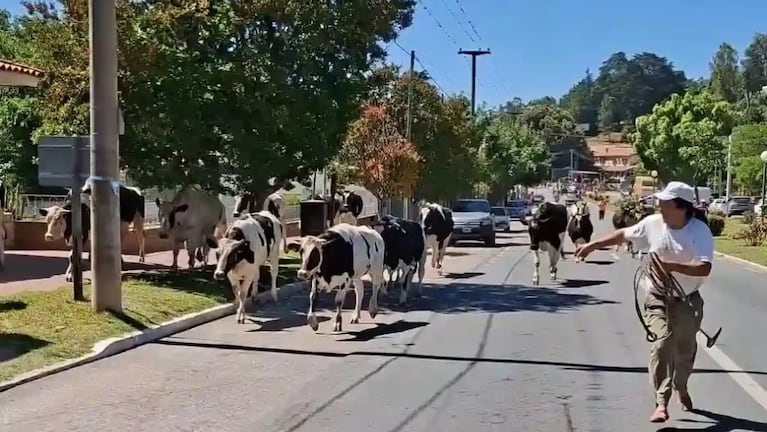Los rumiantes se pasearon por el pueblo hasta que fueron capturados.