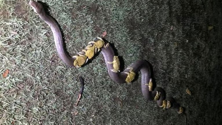 Los sapos se transportan sobre la serpiente.