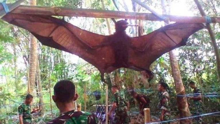 Los soldados filipinos exponen al tremendo murciélago.
