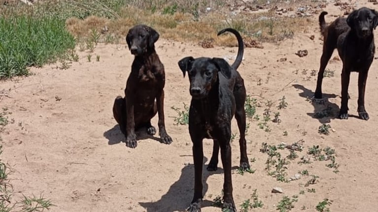 Los tres animales rescatados durante un operativo camino a Alta Gracia.