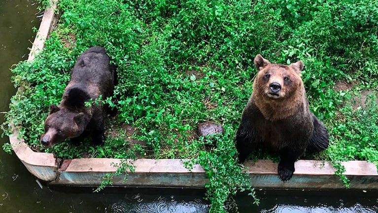 Los tres osos esperan el traslado a un ambiente más amplio.