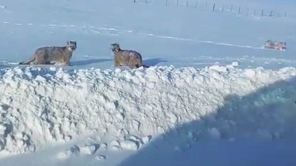 Los tres pumas fueron filmados al costado de una ruta en Santa Cruz.