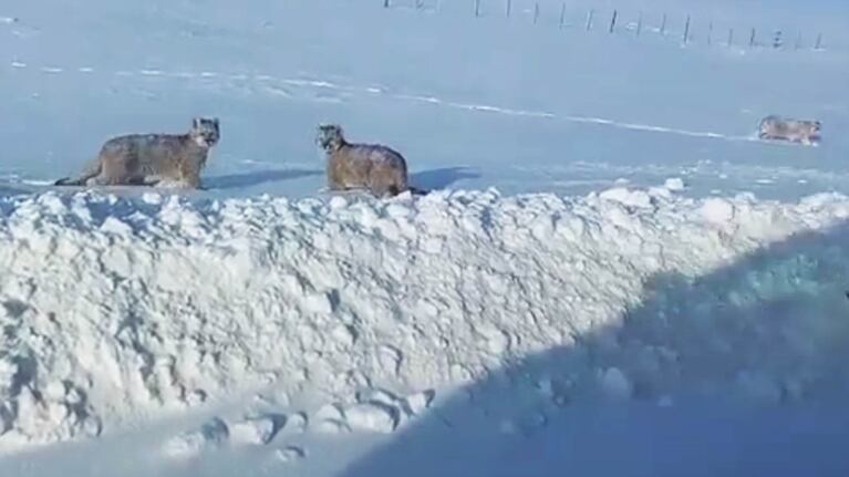 Los tres pumas fueron filmados al costado de una ruta en Santa Cruz.