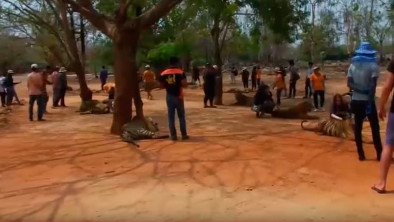 Los turistas se tomaban selfies con los tigres. 