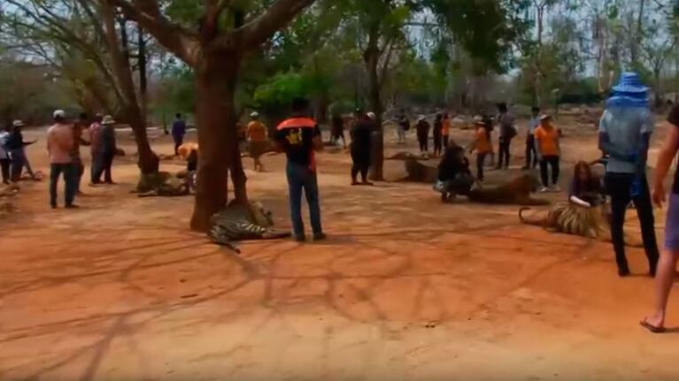 Los turistas se tomaban selfies con los tigres.