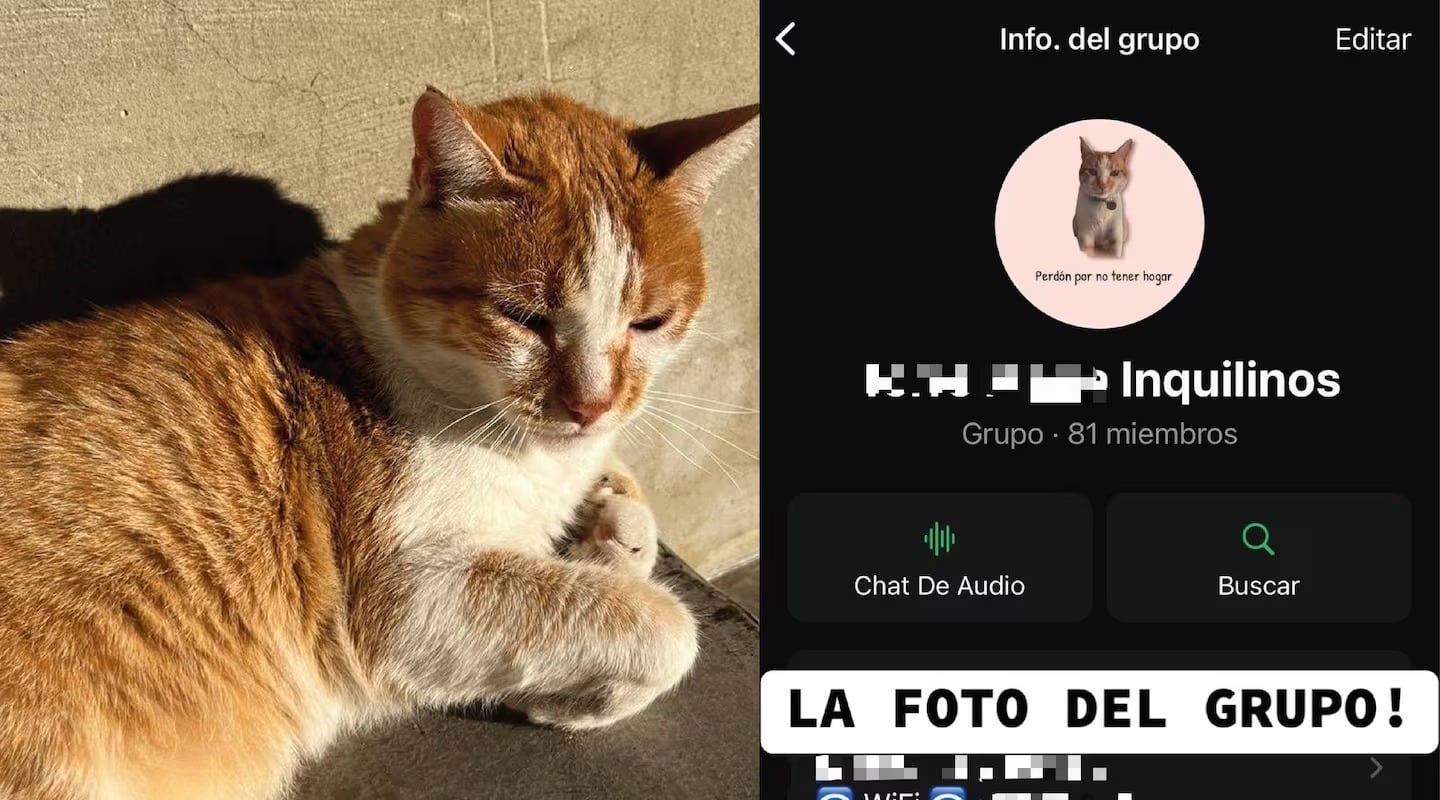 Los vecinos de un edificio adoptaron a un gatito callejero: “Perdón por no tener hogar”