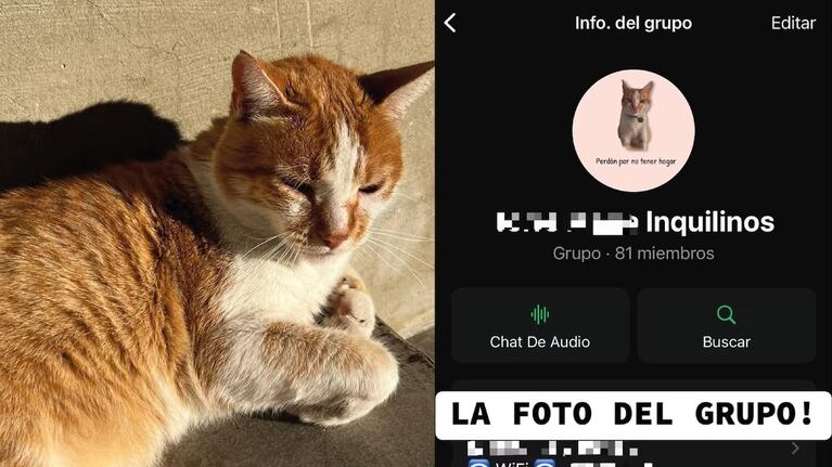 Los vecinos de un edificio adoptaron a un gatito callejero: “Perdón por no tener hogar”
