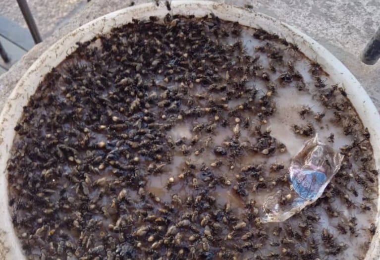 Los vecinos del barrio viven una pesadilla por la invasión de insectos.