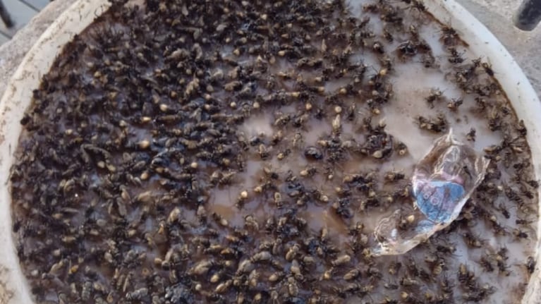Los vecinos del barrio viven una pesadilla por la invasión de insectos.