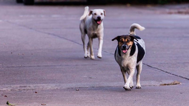 Los vecinos querían envenenar a los perros callejeros.