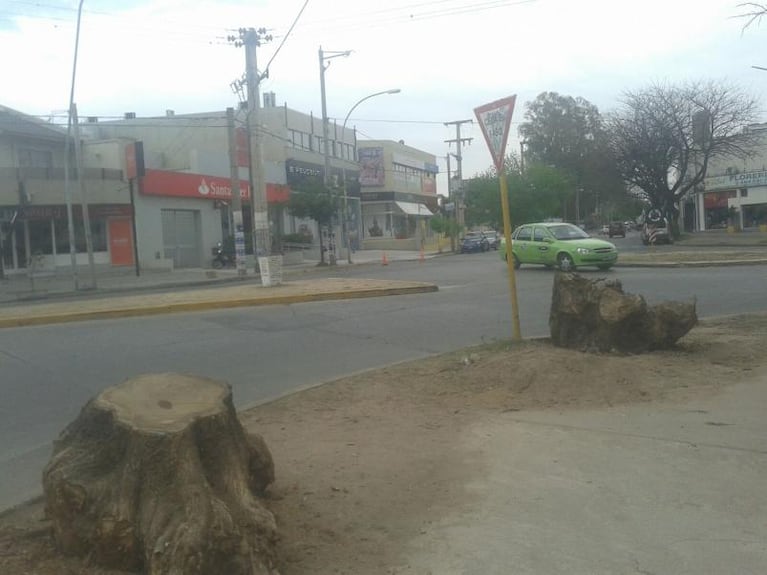 Los vecinos salieron a defender los árboles de barrio Jardín