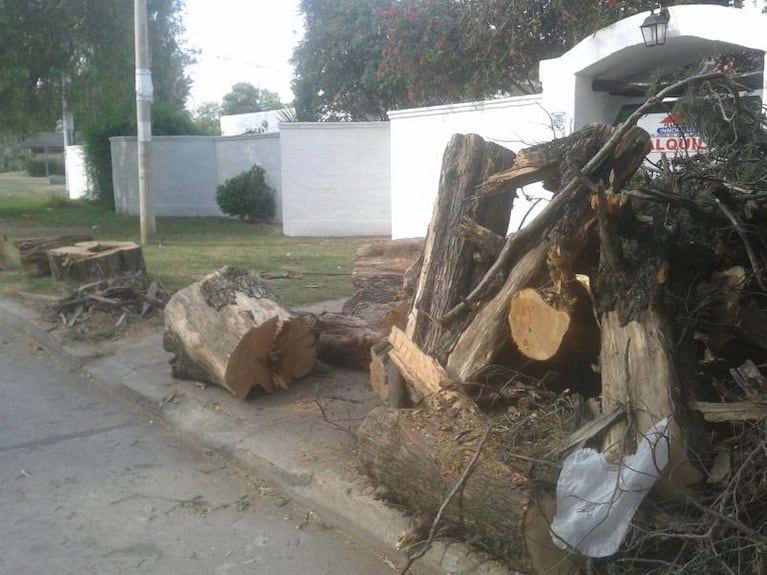 Los vecinos salieron a defender los árboles de barrio Jardín
