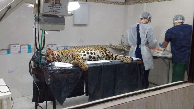 Los veterinarios confirmaron que la yaguareté tenía dos cachorros.
