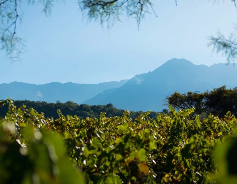 Los viñedos regalan varias opciones de vinos al pie de las sierras cordobesas. Foto: Bodega San Javier.