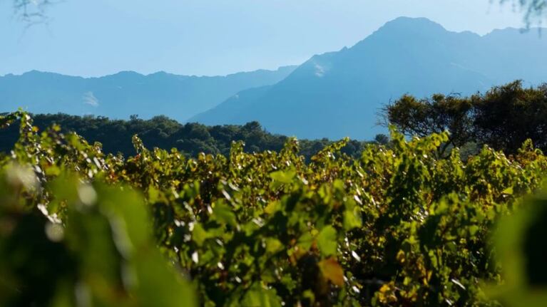 Los viñedos regalan varias opciones de vinos al pie de las sierras cordobesas. Foto: Bodega San Javier.