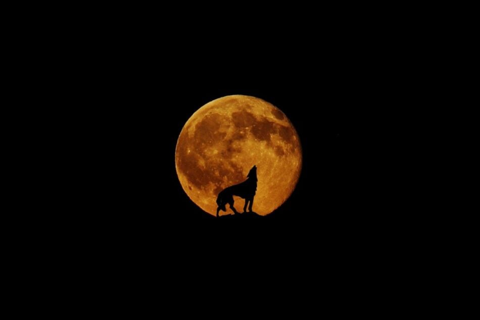 Luna llena de Lobo