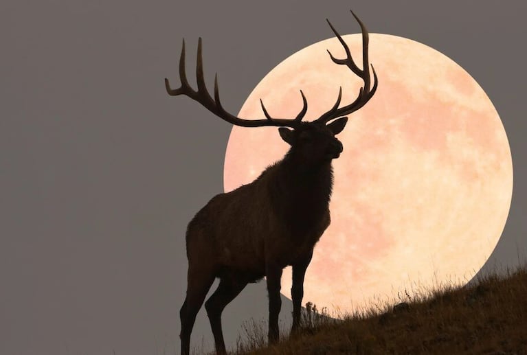 Luna llena del Cazador: cuándo verla en Argentina, por qué es la más espectacular y el origen del nombre