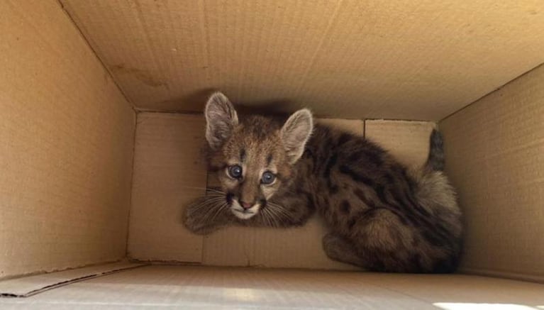 Luque: rescataron a una cachorra de puma que era perseguida por perros