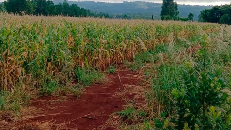 maiz muerte misiones