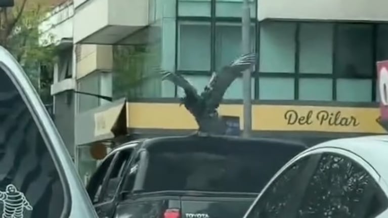 Majestuosa e imponente, el ave sorprendió a todos en Nueva Córdoba.