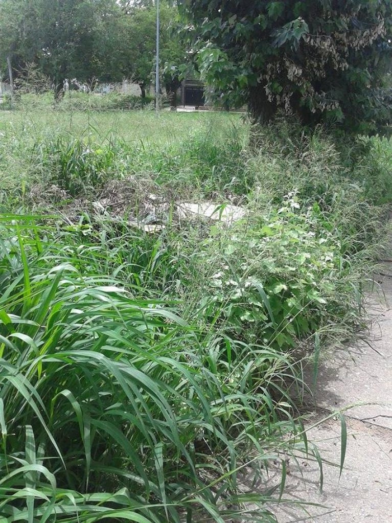 Maleza en el cementerio, plaza selvática y limpieza en Unquillo