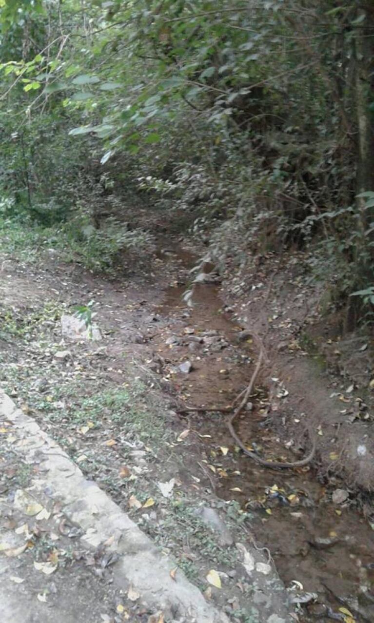 Maleza en el cementerio, plaza selvática y limpieza en Unquillo