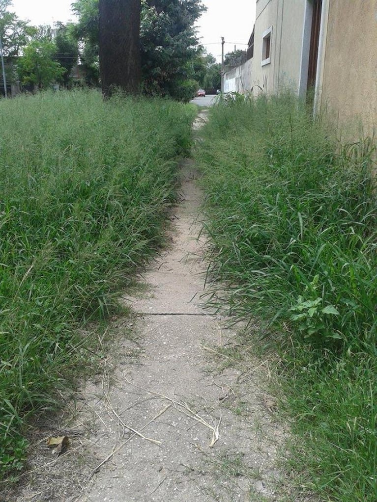 Maleza en el cementerio, plaza selvática y limpieza en Unquillo