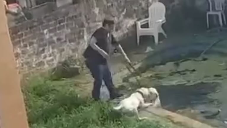 maltratador perros