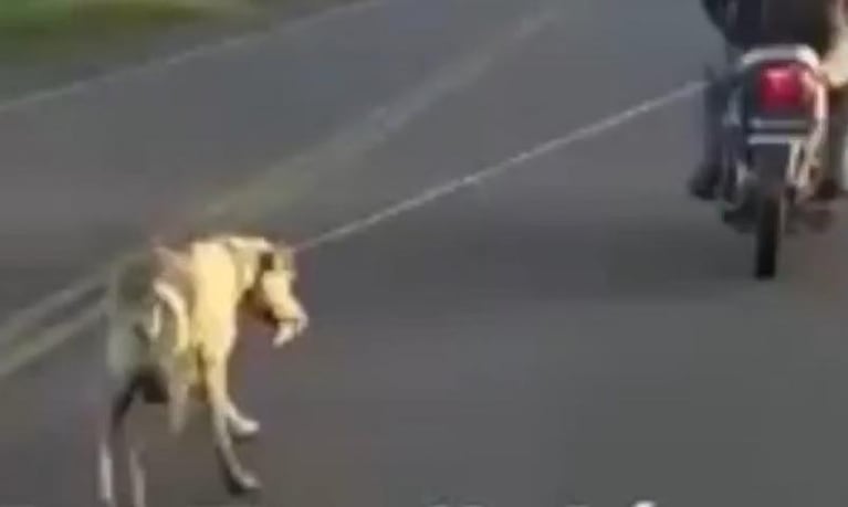 Maltrato animal: escrachan a un motociclista que arrastró al perro por la ruta
