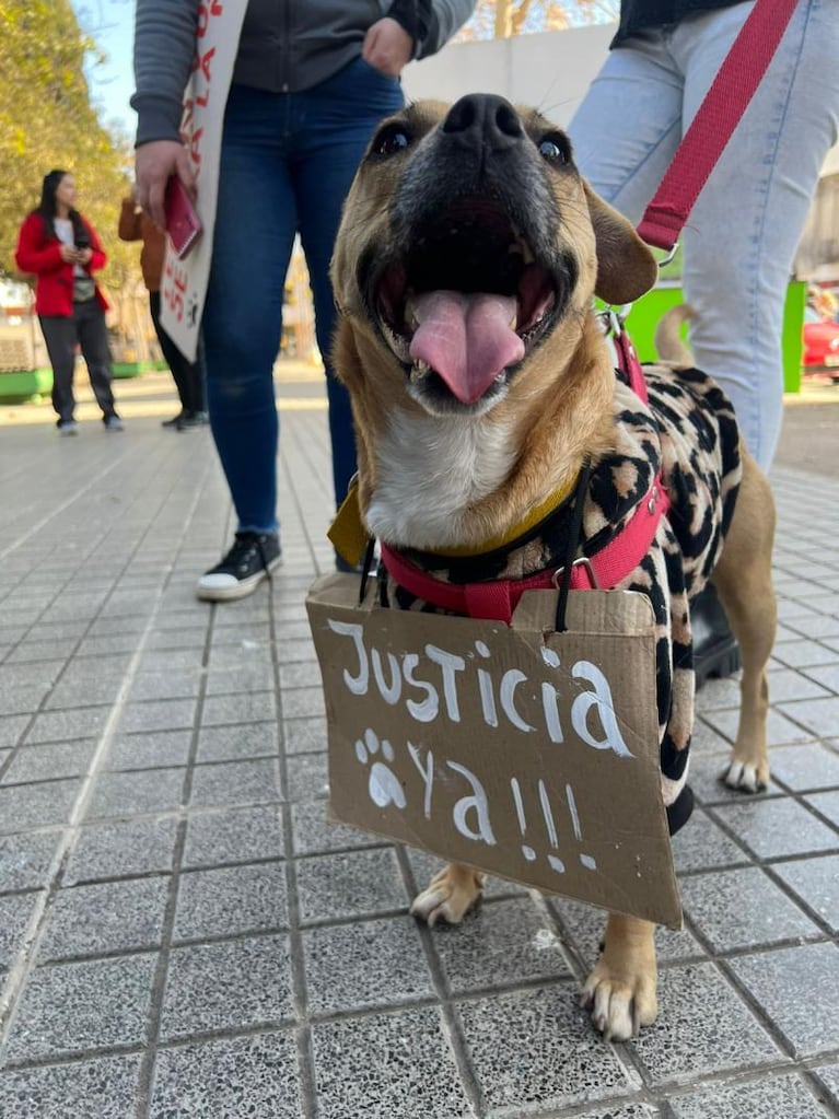 Maltrato animal: rescataron a seis galgos desnutridos y atacados por un pitbull