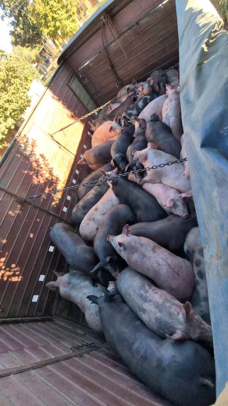 Manejaba un camión con 35 chanchos y quedó detenido porque estaban fuera de regla