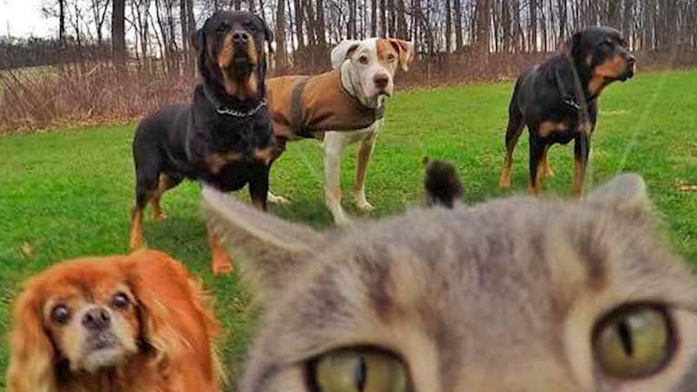 Manny, el gato que se saca selfies con perros