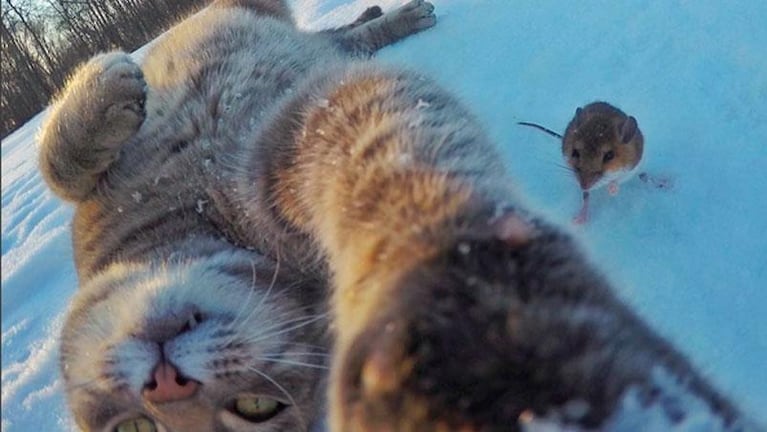 Manny, el gato que se saca selfies con perros