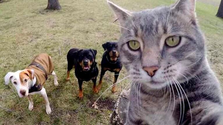 Manny, el gato que se saca selfies con perros