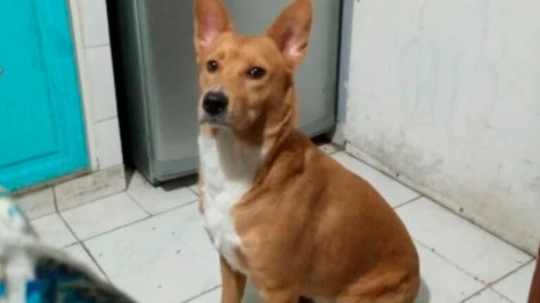 Mara, una de las perras que fue víctima de su dueño.