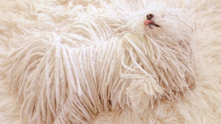 Mark Zuckerberg mostró su exótico perro que se "camufla"