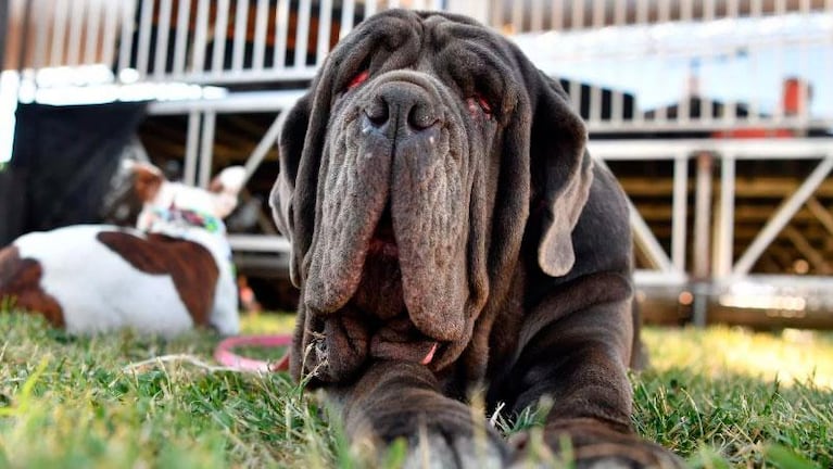 Martha se llevó el título del “perro más feo del mundo”