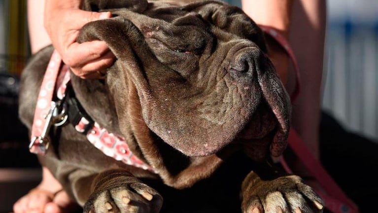 Martha se llevó el título del “perro más feo del mundo”