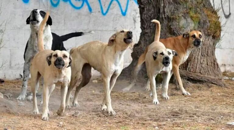 Más de 10 perros atacaron al niño en Mendoza. Foto: imagen ilustrativa.