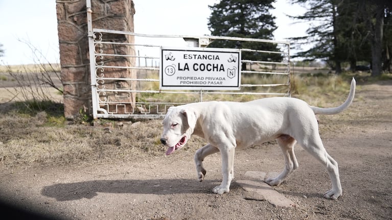 Más de 25 perros adultos viven en estas 3 mil hectáreas, a las afueras de Alpa Corral.