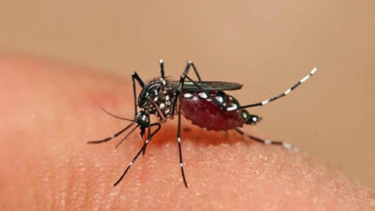 Más de 500 nuevos casos de dengue en Córdoba con brotes en capital y el interior