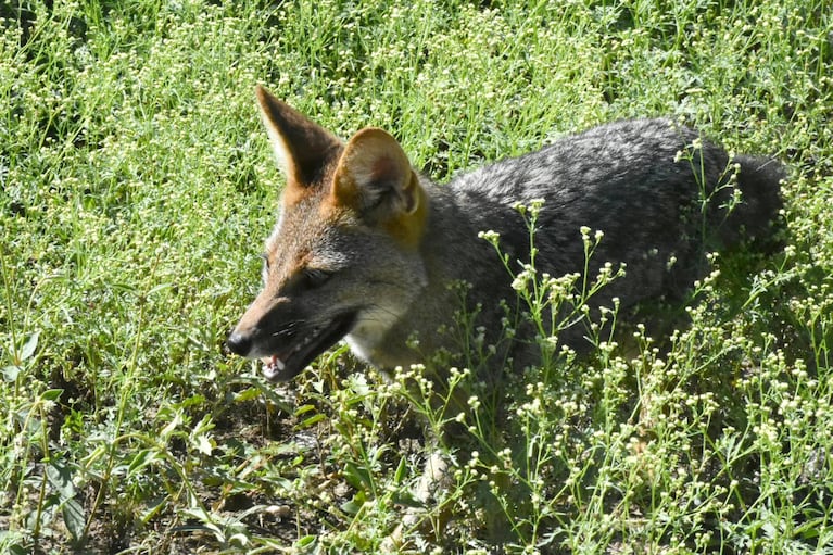 Más de 60 animales fueron rescatados en Córdoba.