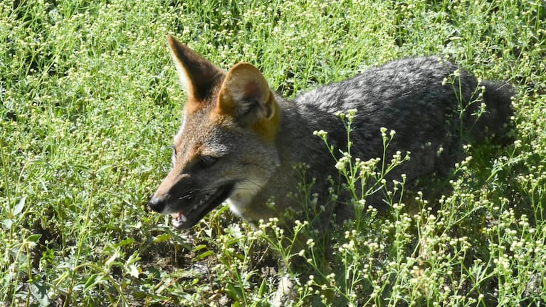 Más de 60 animales fueron rescatados en Córdoba.