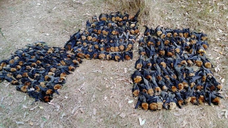 Masiva muerte de murciélagos por la ola de calor en Australia