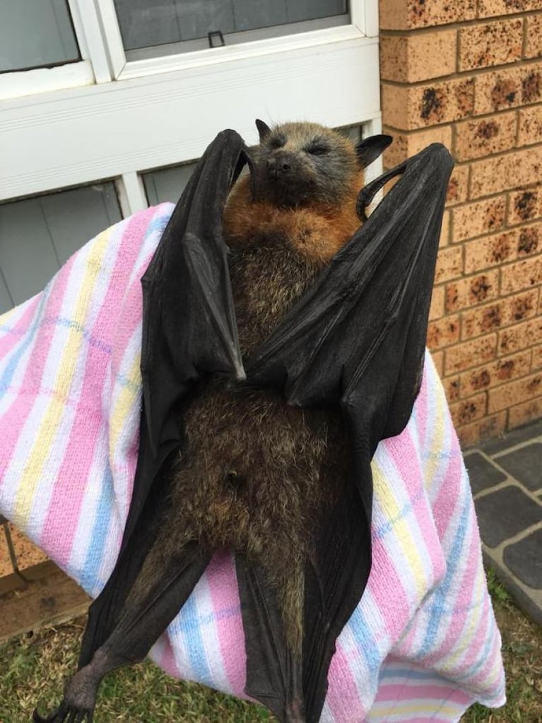 Masiva muerte de murciélagos por la ola de calor en Australia