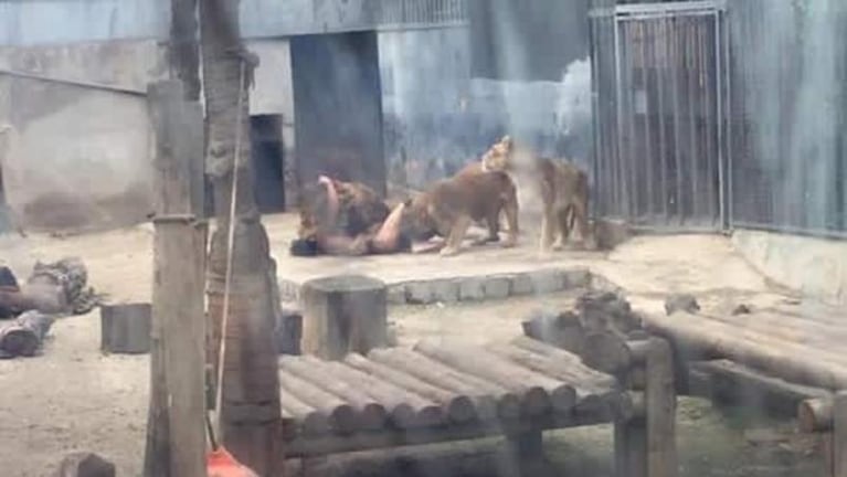 Mataron a dos leones para salvar a un suicida