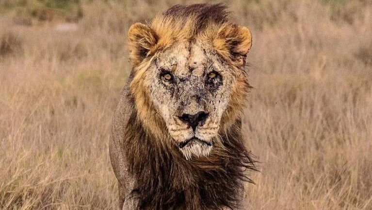 Mataron a lanzazos a uno de los leones más viejos del mundo en Kenia
