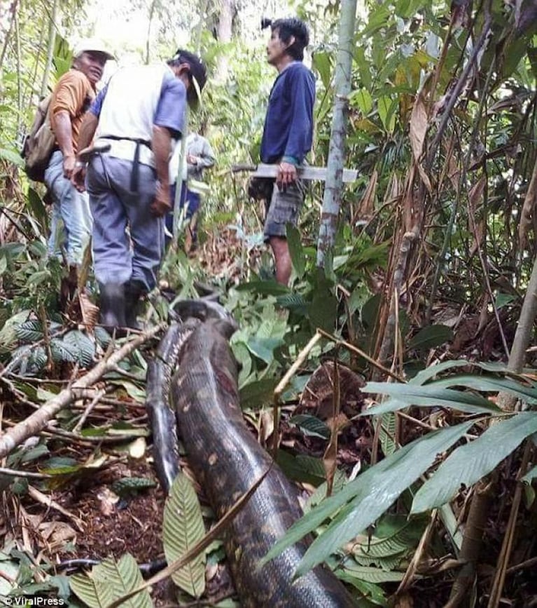 Mataron a una pitón y le dieron de comer a todo el pueblo