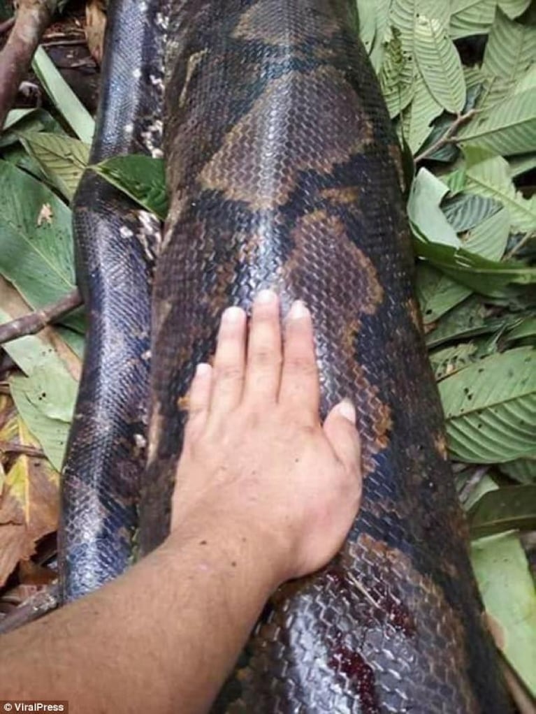 Mataron a una pitón y le dieron de comer a todo el pueblo