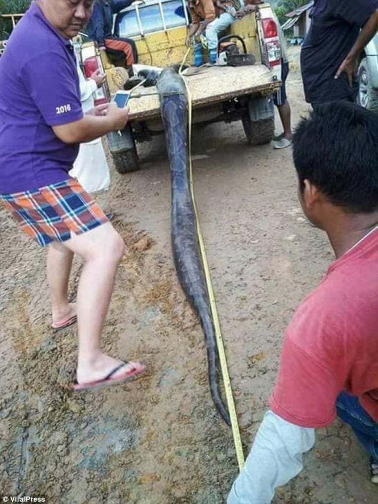 Mataron a una pitón y le dieron de comer a todo el pueblo